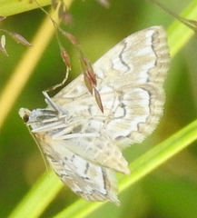 Elophila icciusalis