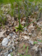 Cyperus houghtonii