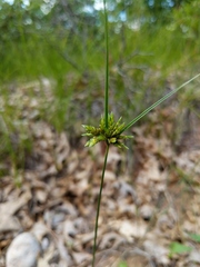 Cyperus houghtonii