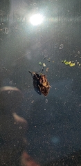 Phaenops