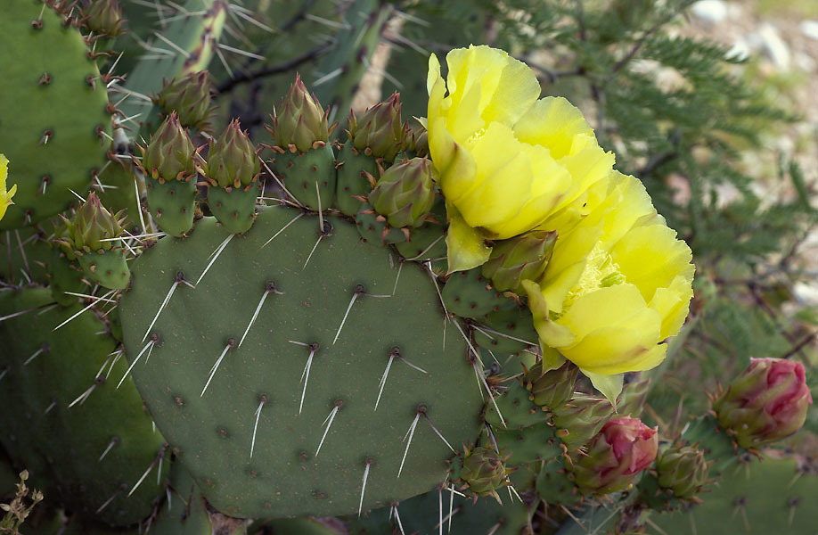 Opuntia gilvescens