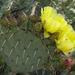 Opuntia gilvescens - Photo (c) Ad Konings, some rights reserved (CC BY-NC), uploaded by Ad Konings