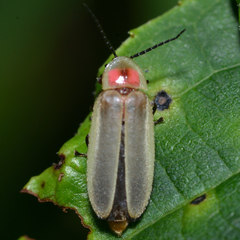 Photinus marginellus