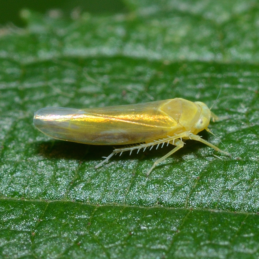 Alebra fumida