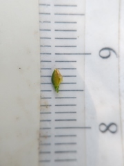 Cyperus houghtonii