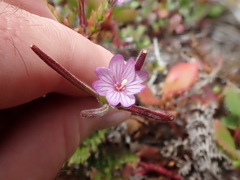 Epilobium ciliatum watsonii