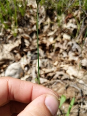 Cyperus houghtonii