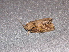 Etanna breviuscula
