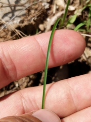 Cyperus houghtonii