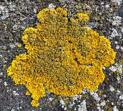 Xanthoria calcicola