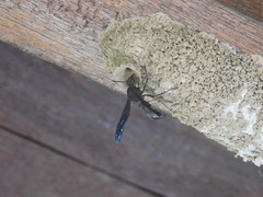 Brachymenes wagnerianus