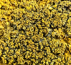 Xanthoria calcicola