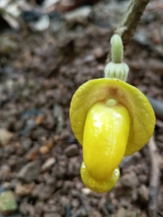 Aristolochia panamensis
