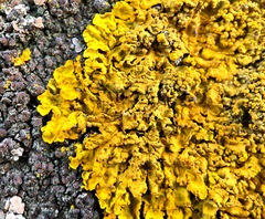 Xanthoria calcicola