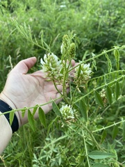 Glycyrrhiza lepidota