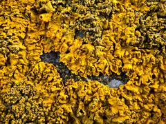 Xanthoria calcicola