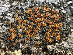 Lecanoromycetidae