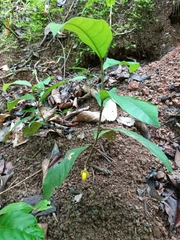 Aristolochia panamensis