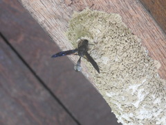 Brachymenes wagnerianus