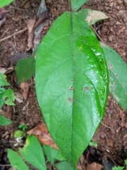 Aristolochia panamensis