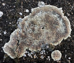 Protoparmeliopsis muralis