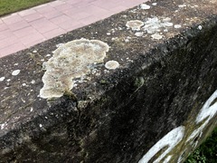 Protoparmeliopsis muralis