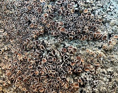 Protoparmeliopsis muralis