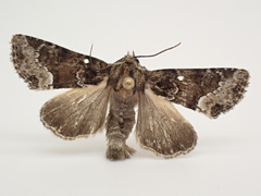 Apamea amputatrix