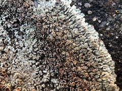 Protoparmeliopsis muralis