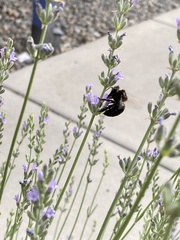 Xylocopa tabaniformis androleuca