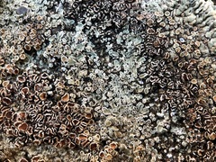 Protoparmeliopsis muralis