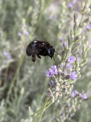 Xylocopa tabaniformis androleuca