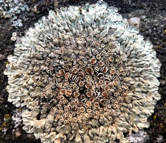 Protoparmeliopsis muralis