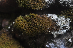 Amphidium californicum