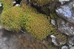 Amphidium californicum