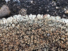 Protoparmeliopsis muralis