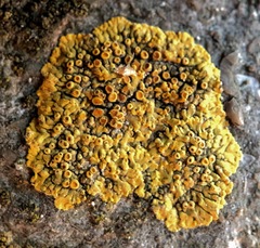 Calogaya saxicola