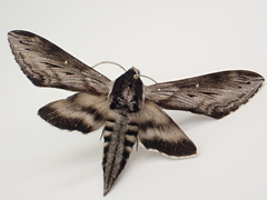 Sphinx poecila