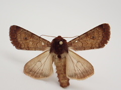 Sideridis rosea