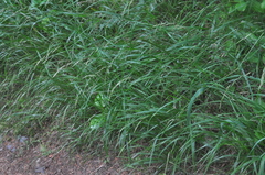 Melica subulata