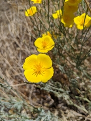 Eschscholzia