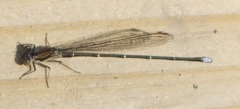 Argia tibialis