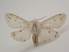 Spilosoma dubia