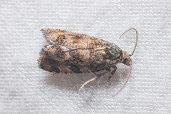 Olethreutes ferrolineana