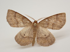 Metarranthis amyrisaria