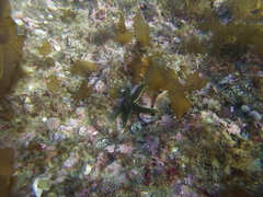 Anasterias antarctica