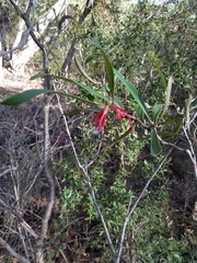 Grevillea oleoides