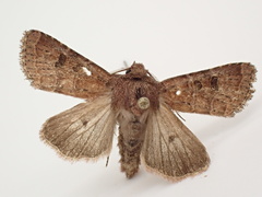 Protorthodes oviduca