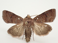 Protorthodes oviduca