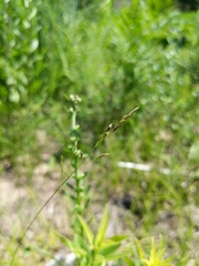 Piptatheropsis pungens